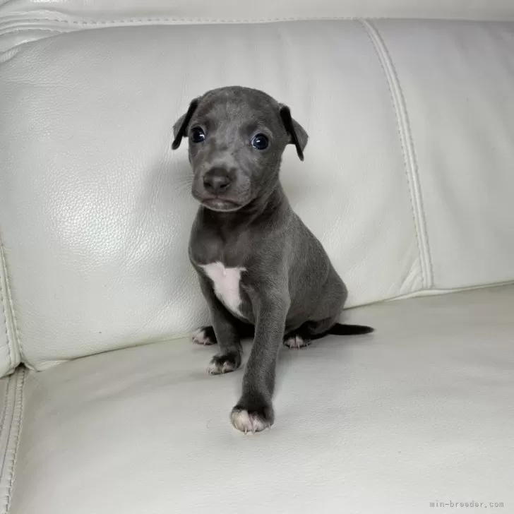 ID：2408-08076の子犬