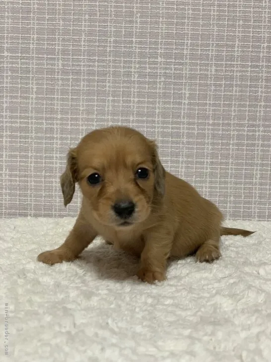 ID:1811-02354の子犬