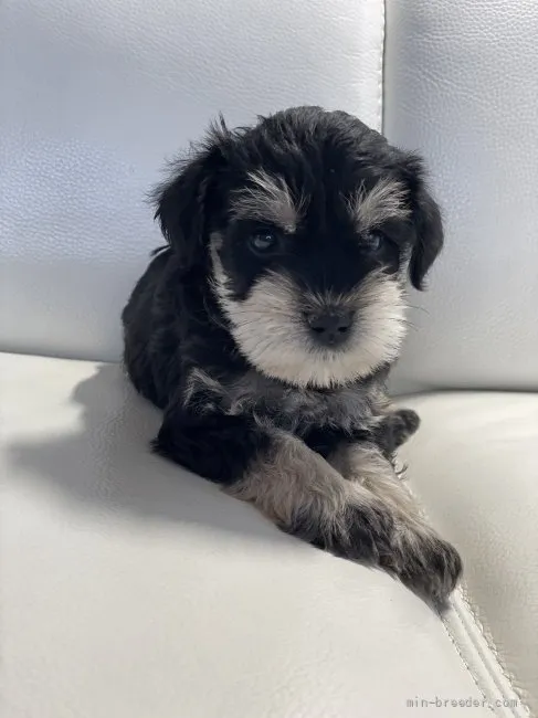ID:2204-02227の子犬