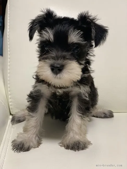 ID:2008-00792の子犬