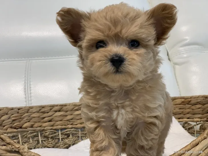 ID：2008-00096の子犬