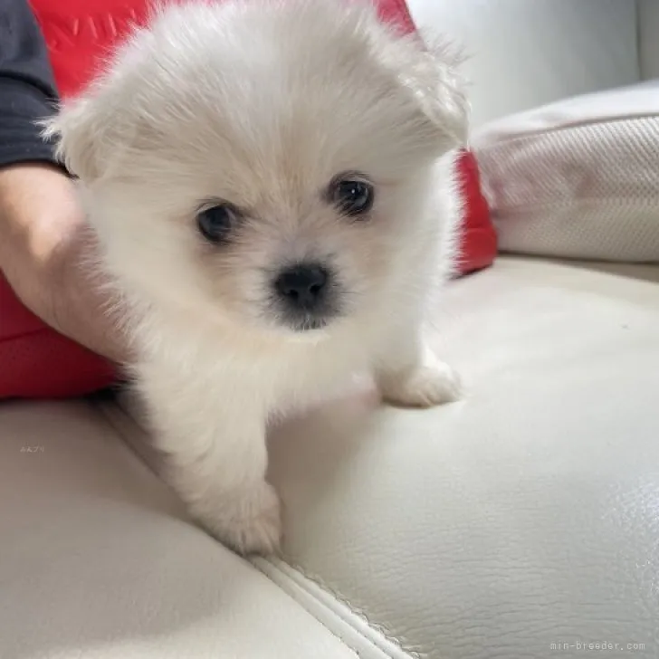 ID：2311-03081の子犬