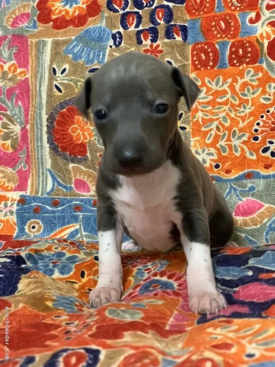 くーにん、 様のお迎えした子犬