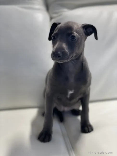 ID:2204-02234の子犬