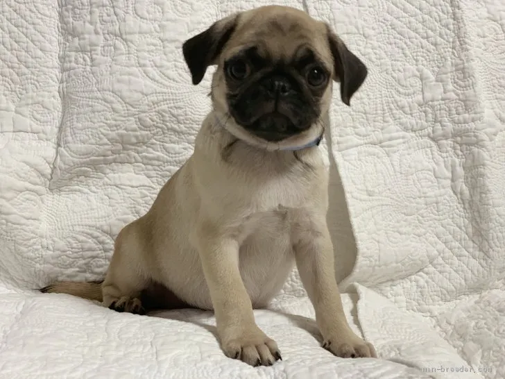 ID:1906-01625の子犬