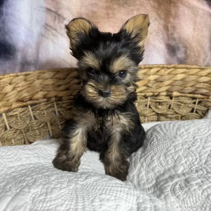 ID:2405-03857の子犬