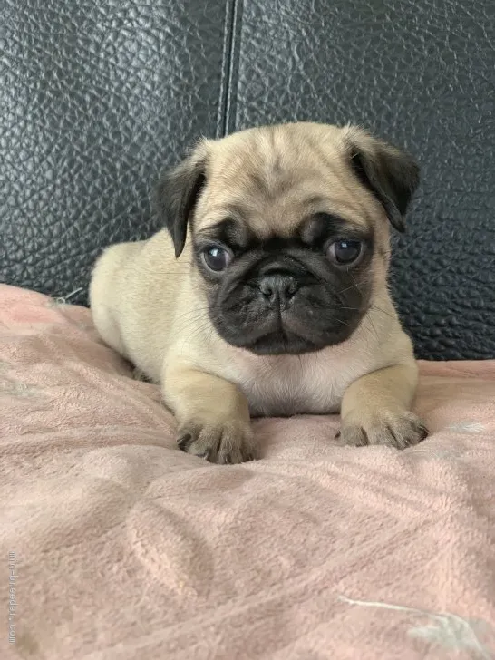 やまくら 様のお迎えした子犬