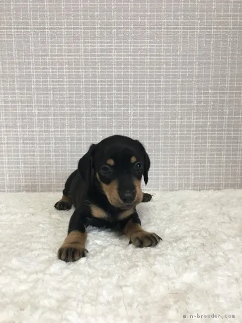 ココモモ 様のお迎えした子犬