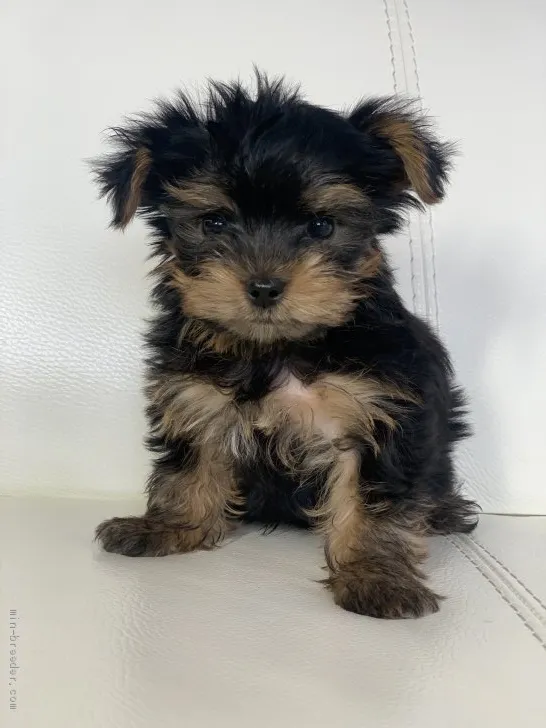 ID:2104-00053の子犬