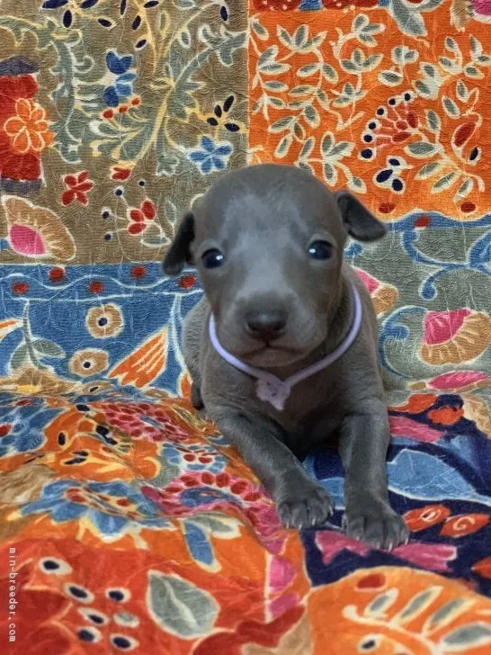 すずき 様のお迎えした子犬