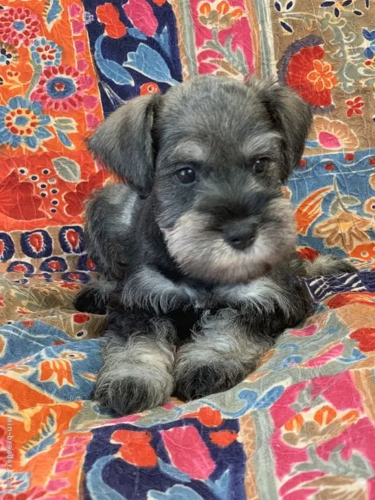 青さん 様のお迎えした子犬