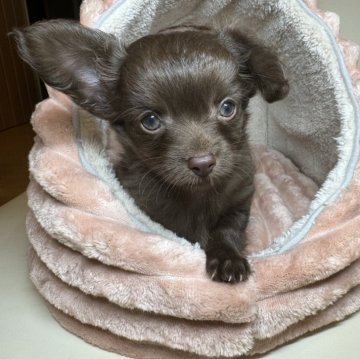 チワプー(チワワ×トイプードル)【新潟県・女の子・2024年8月20日・チョコ】の写真「人懐っこい可愛い女の子」