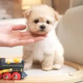 ティーカッププードル
