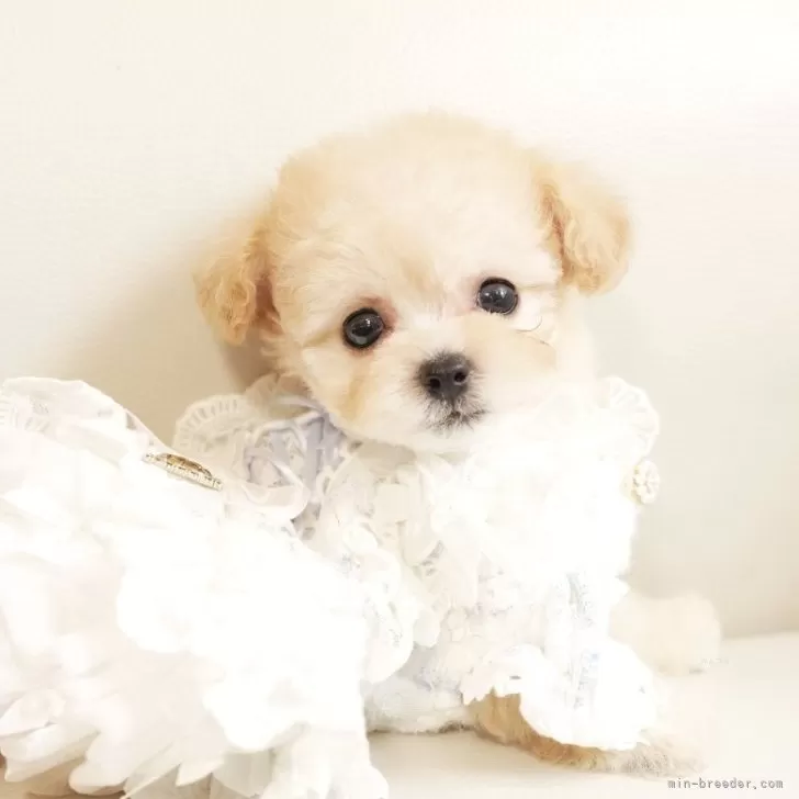 ID：2405-05492の子犬