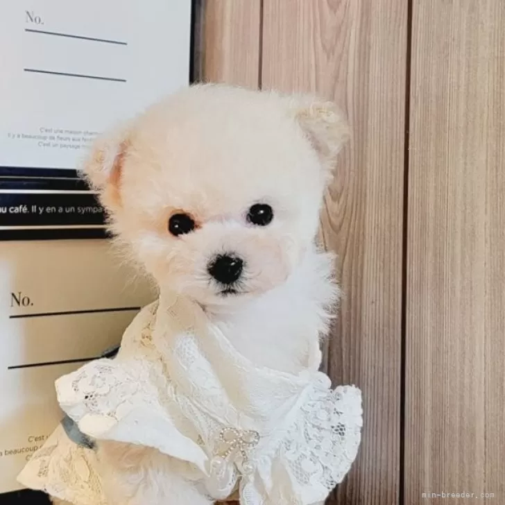 ID:2401-06946の子犬