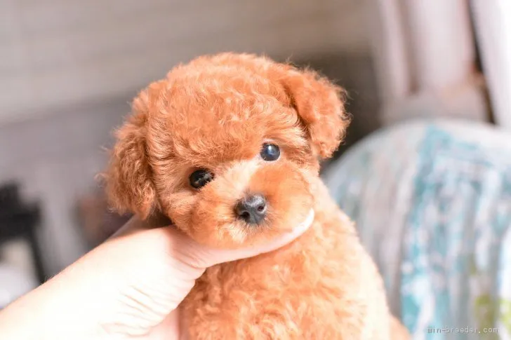 ID:2010-00979の子犬