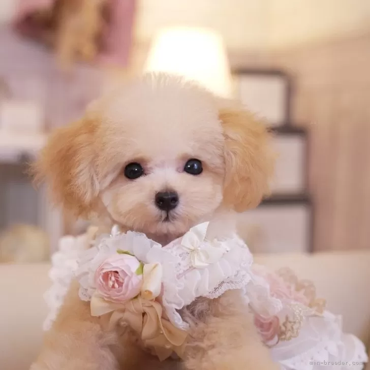 ID:2407-03309の子犬