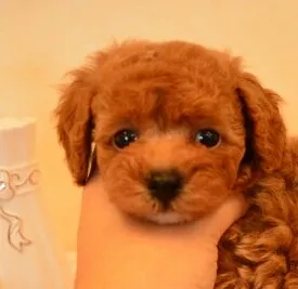 YAKO 様のお迎えした子犬