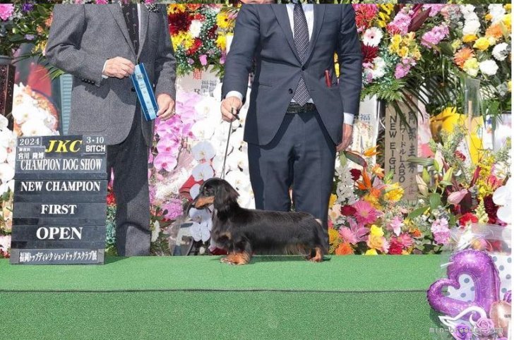 看板犬 仁と当犬舎の最高賞歴を持つソプラノの娘 トレス｜石川　珠美(いしかわ　たまみ)ブリーダー(和歌山県・ミニチュアダックスフンド(ロング)など・JKC登録)の紹介写真4