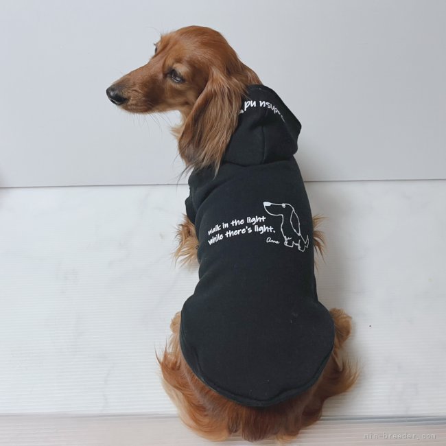 犬服のショップのモデル犬もこなす桔梗さん｜石川　珠美(いしかわ　たまみ)ブリーダー(和歌山県・ミニチュアダックスフンド(ロング)など・JKC登録)の紹介写真7