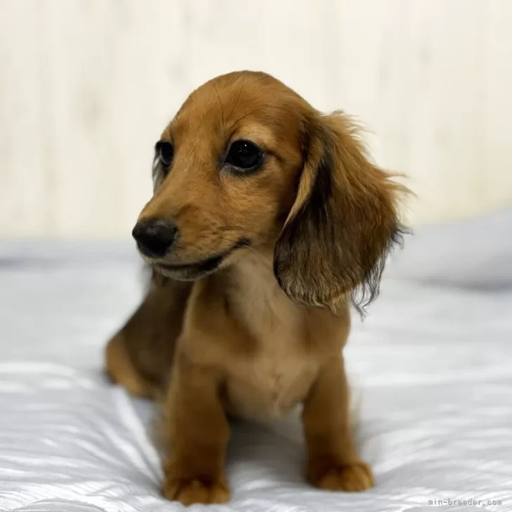 ID:2506-01315の子犬