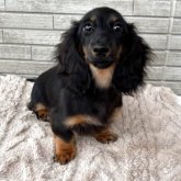 ミニチュアダックスフンド(ロング)