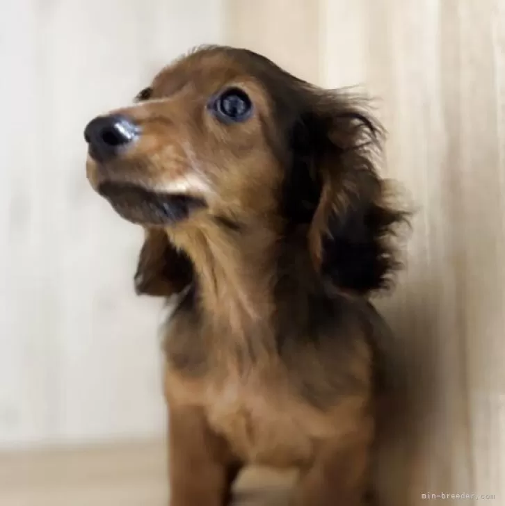 カニンヘンダックスフンド(ロング)【和歌山県・女の子・2025年6