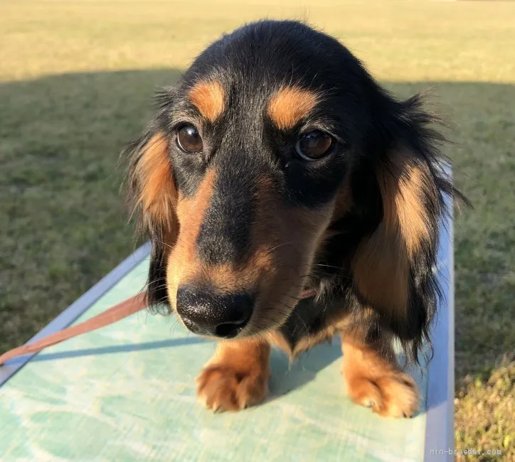 ID:1905-01140の子犬