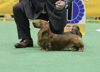 ミニチュアダックスフンド(ロング)【・男の子・2013年11月11日・レッド】