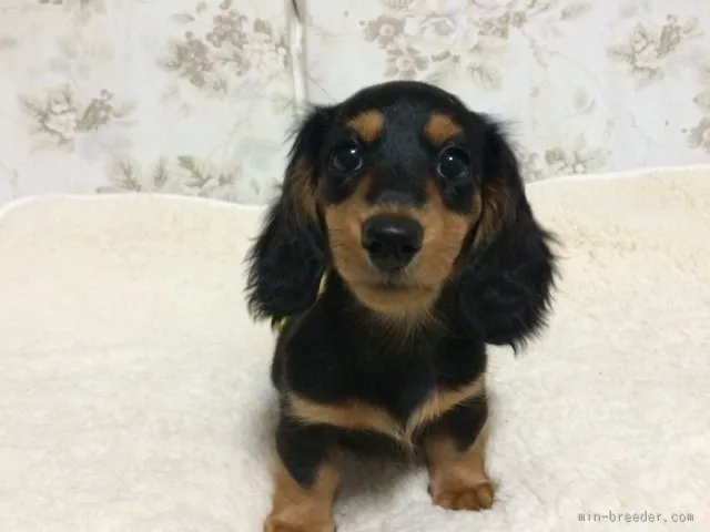 ID：1509-00847の子犬