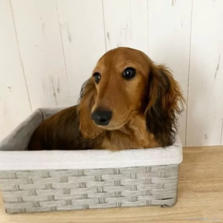 ID：2402-01875の子犬