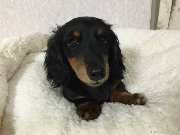 sorasaku 様のお迎えした子犬