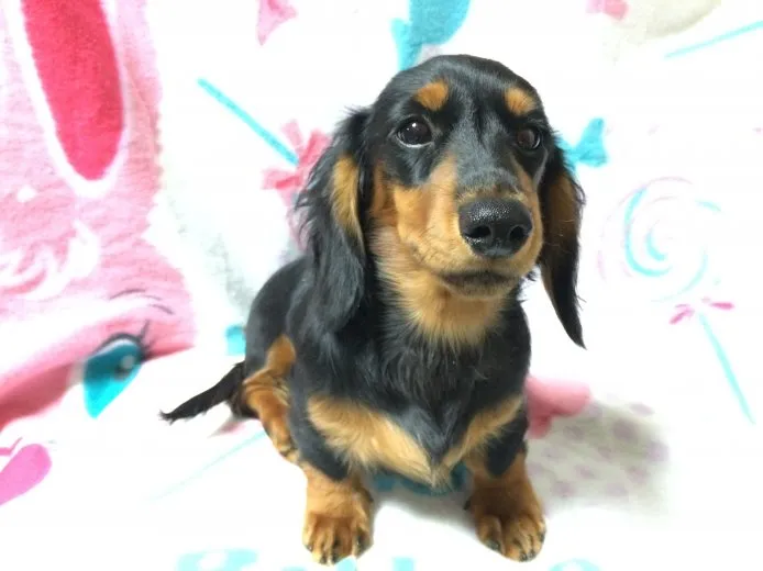 ID：1410-00460の子犬