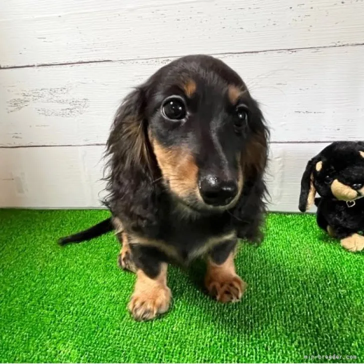 ID:2305-04563の子犬