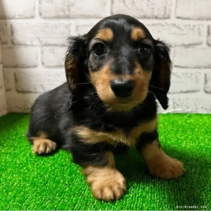 ID:2304-00850の子犬