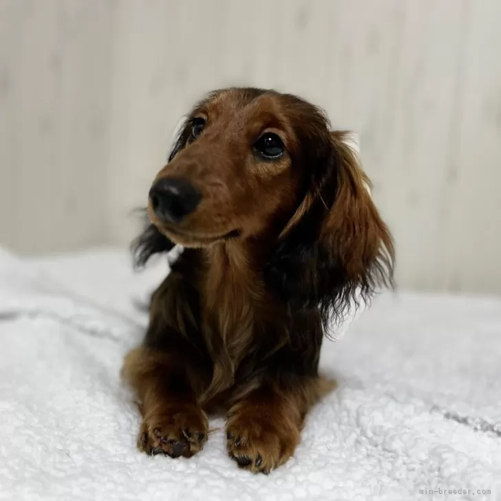 ID:2310-02045の子犬