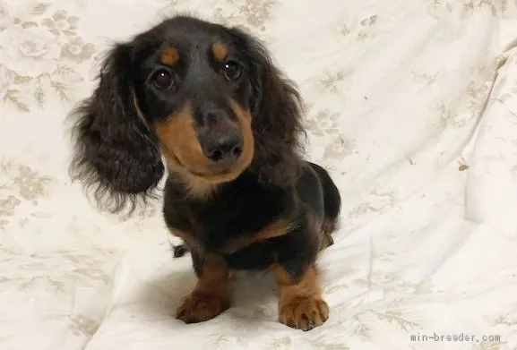 ID：1908-02544の子犬