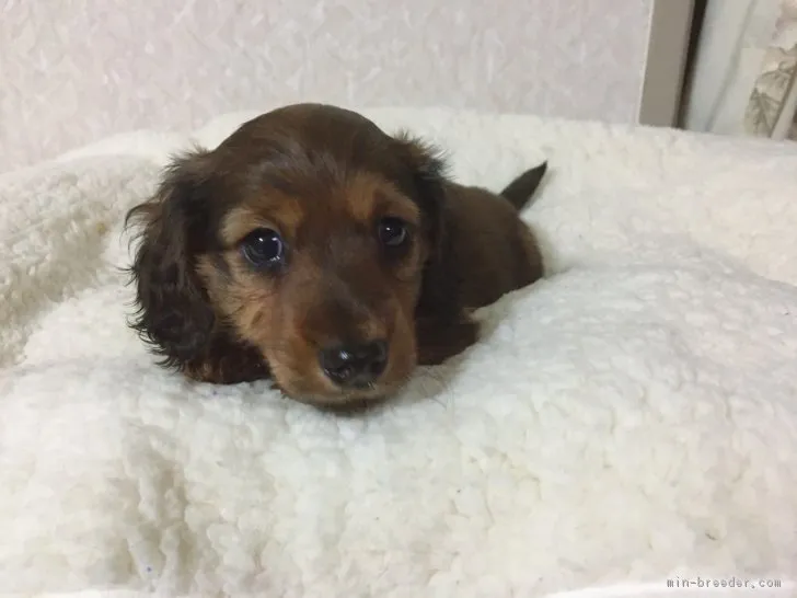 ID:1801-01840の子犬