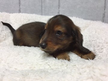 ミニチュアダックスフンド(ロング)【和歌山県・男の子・2018年3月21日・シェーデッド レッド】の写真「両親チャンピオン、PRAクリア」