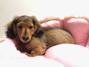 ミニチュアダックスフンド(ロング)【和歌山県・男の子・2020年2月21日・レッド】の写真「元気で可愛い男の子。優良血統」