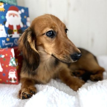 ミニチュアダックスフンド(ロング)【和歌山県・女の子・2023年6月16日・レッド】の写真「可愛い女の子♪」