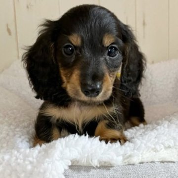 ミニチュアダックスフンド(ロング)【和歌山県・男の子・2024年1月17日・ブラック&タン】の写真「優良血統の可愛い小振りな男の子♪PRA安心」