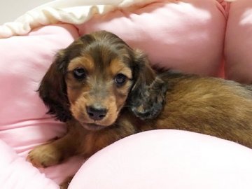 ミニチュアダックスフンド(ロング)【和歌山県・男の子・2020年3月16日・レッド】の写真「優良血統の可愛い男の子♪」