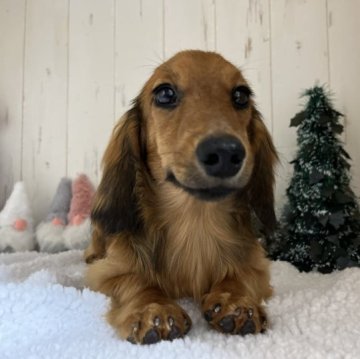 ミニチュアダックスフンド(ロング)【和歌山県・男の子・2023年6月16日・レッド】の写真「優良血統の可愛い男の子♪」