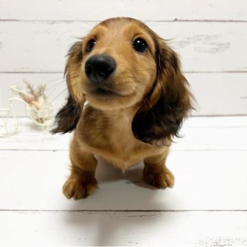 ミニチュアダックスフンド(ロング)【和歌山県・男の子・2022年9月14日・レッド】の写真「優良血統♪コロコロかわいい男の子♪」