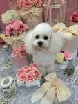 那々木　亜弥(ななき　あや)ブリーダー(愛知県・トイプードルなど・JKC登録)の紹介写真3