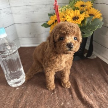 ティーカッププードル【愛知県・女の子・2025年7月2日・レッド】の写真「マズル短め可愛い女の子🐶🩷」