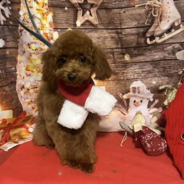 トイプードル(タイニー)【愛知県・男の子・2025年7月2日・レッド】の写真「お目目クリクリイケメンくん🐶✨小さめ男の子」