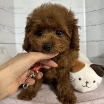 ティーカッププードル【愛知県・女の子・2025年7月2日・レッド】の写真「マズル短め可愛い女の子🐶🩷」