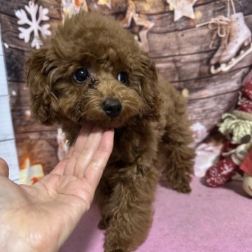 トイプードル(タイニー)【愛知県・女の子・2025年7月2日・レッド】の写真「マズル短め可愛い女の子🐶🩷」